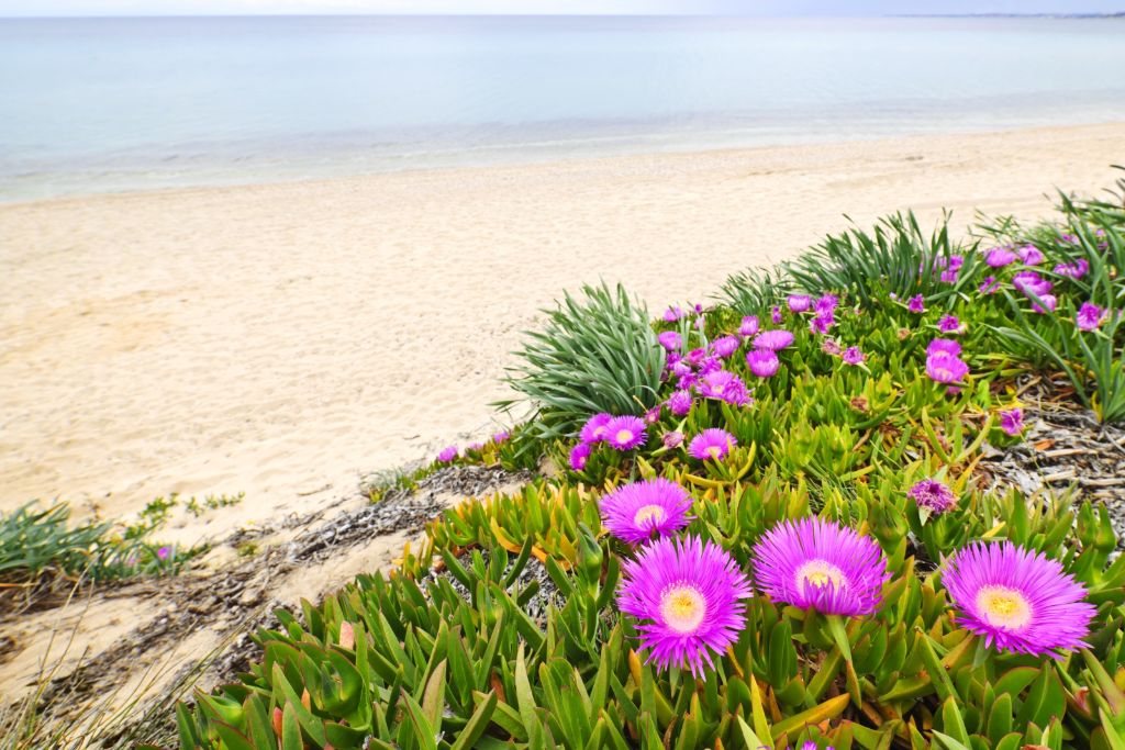 Perennial wildflowers in bloom